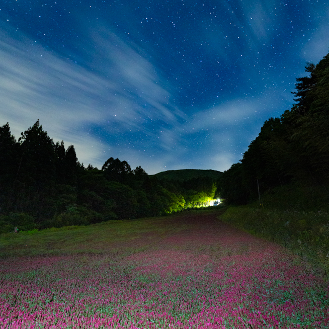 夜のクリムゾンクローバー