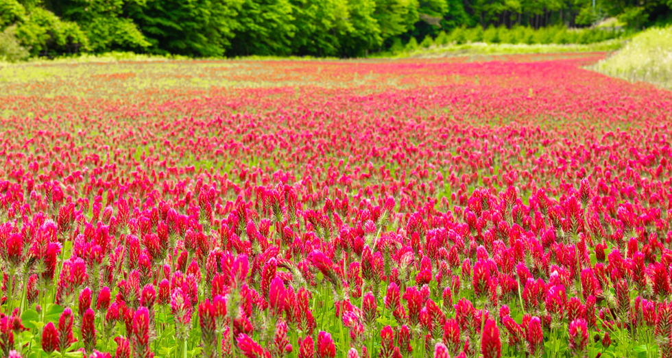 深紅のじゅうたんクリムゾンクローバー