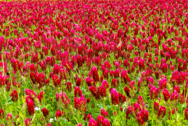 クリムゾンクローバーを見に行こう